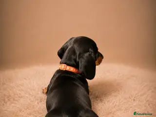 Miniature Dachshund dogs Miniature Dachshund Puppies Ready To Leave - Advert 2