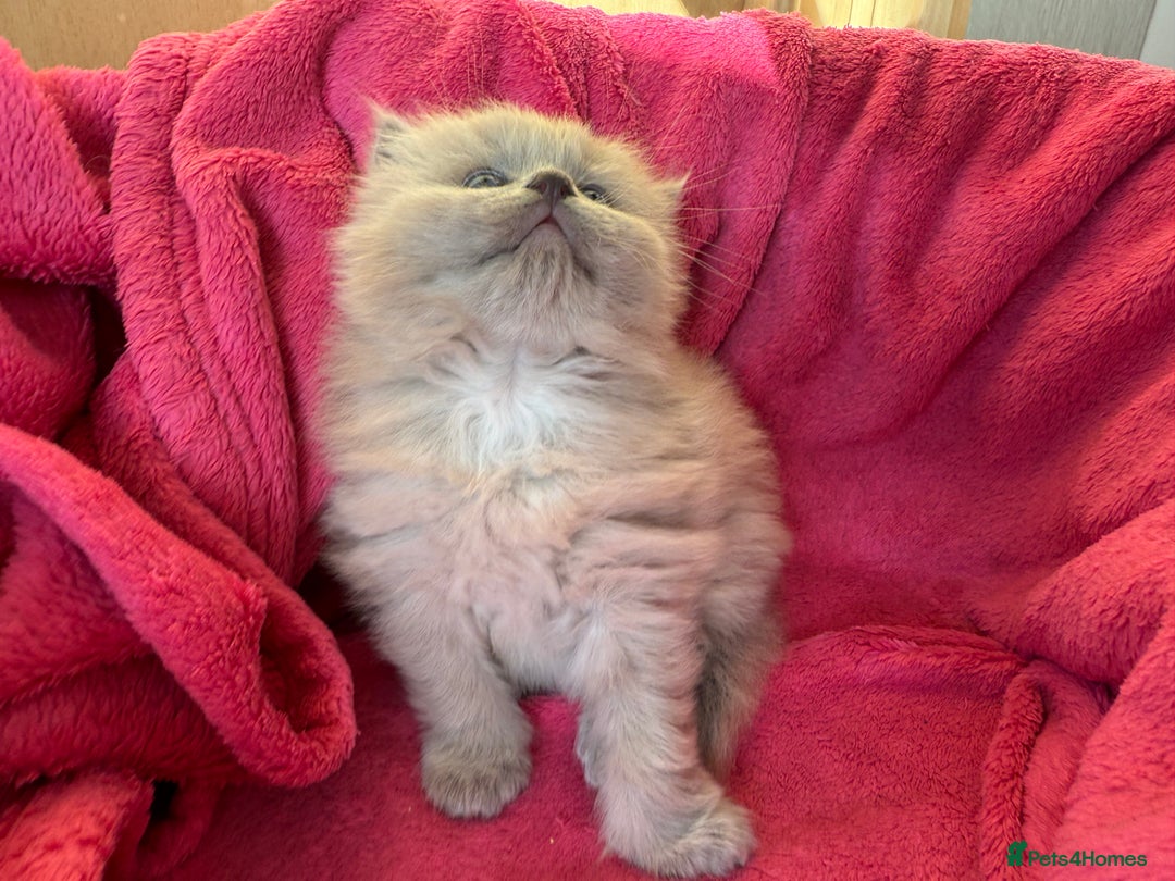 Ragdoll cats for sale: 2 Elegant Champion Bloodline Siblings  - Advert 3