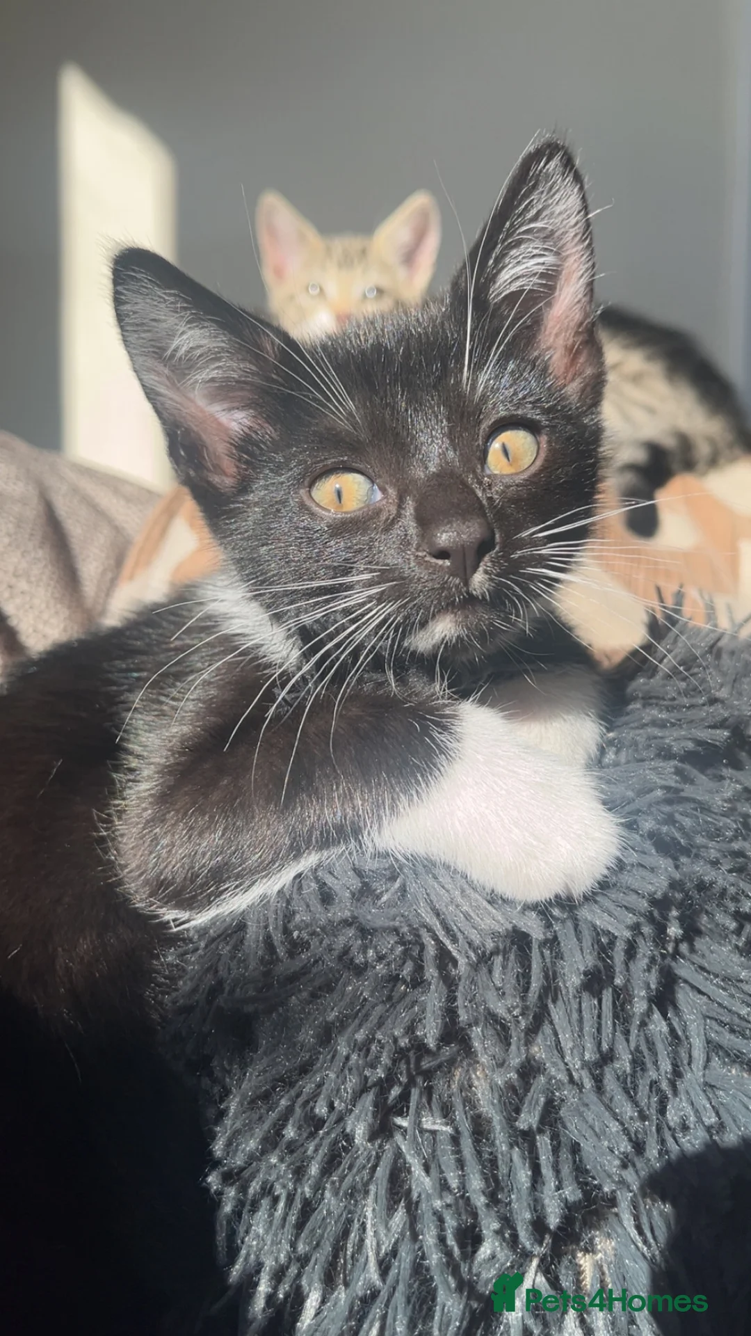 Mixed Breed cats for sale: 4 beautiful little girls ready to leave  - Advert 2