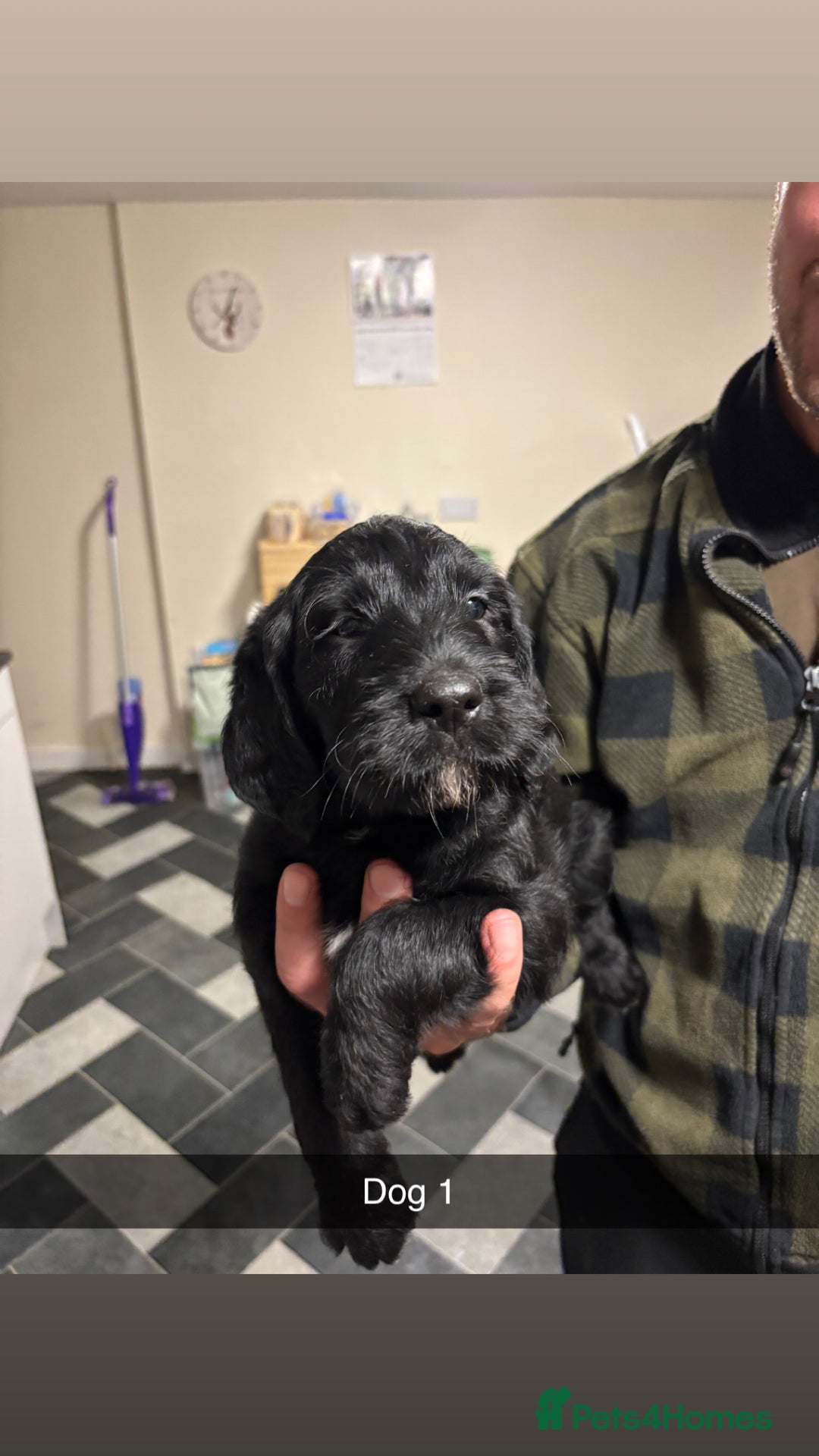 Mixed Breed dogs for sale: Pointer x Labrador puppies - Image 3