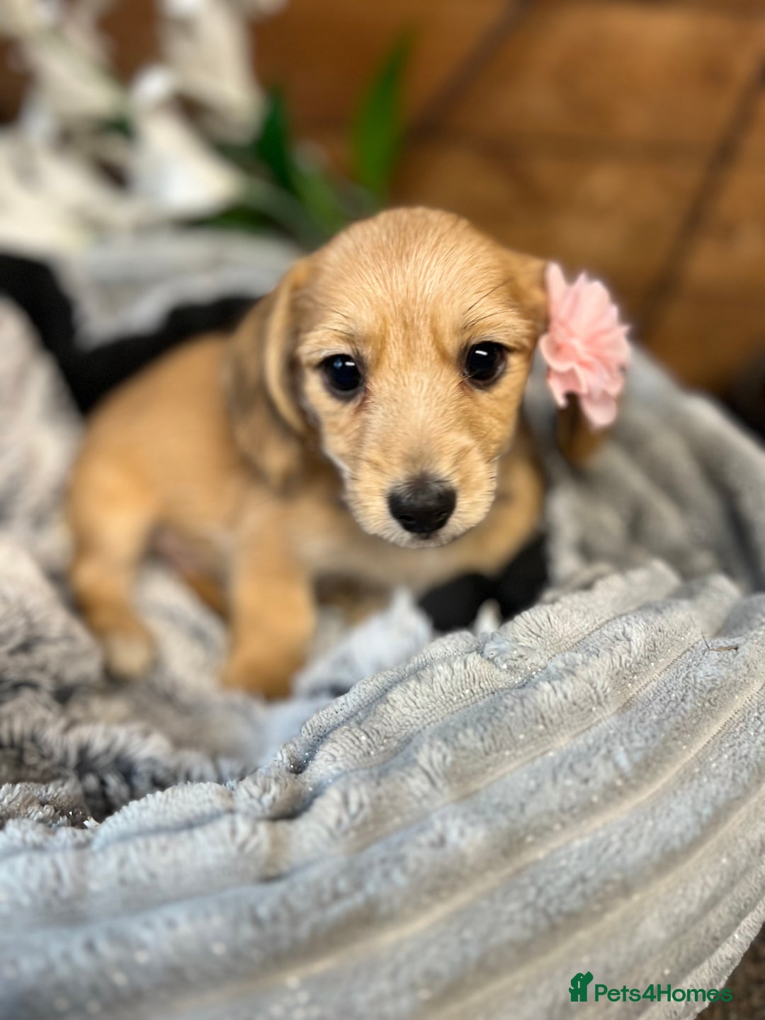 Mixed Breed dogs for sale: Chiweenie  - Advert 4