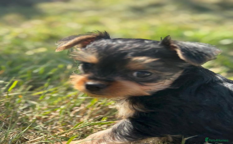 Chorkie dogs - Advert 1