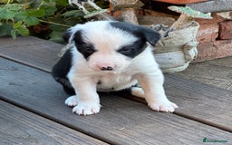 Border Collie dogs for sale: Beautiful Border Collie Puppies - Image 3