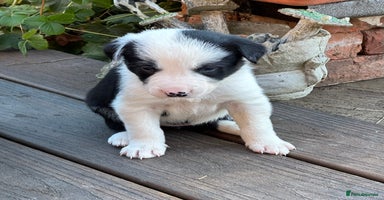 Border Collie dogs - Advert 11