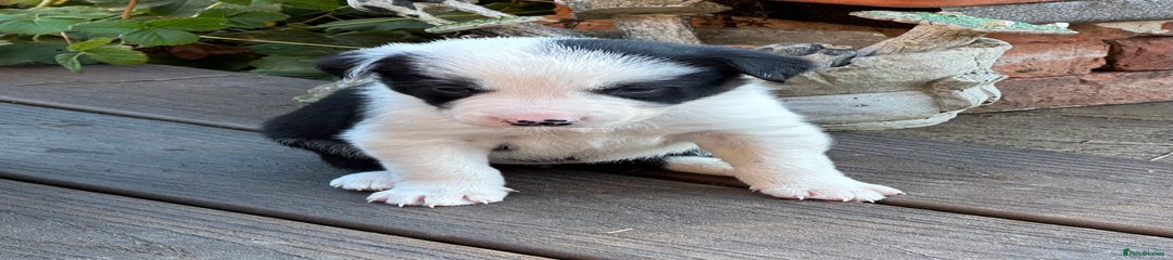 Border Collie Puppy 3