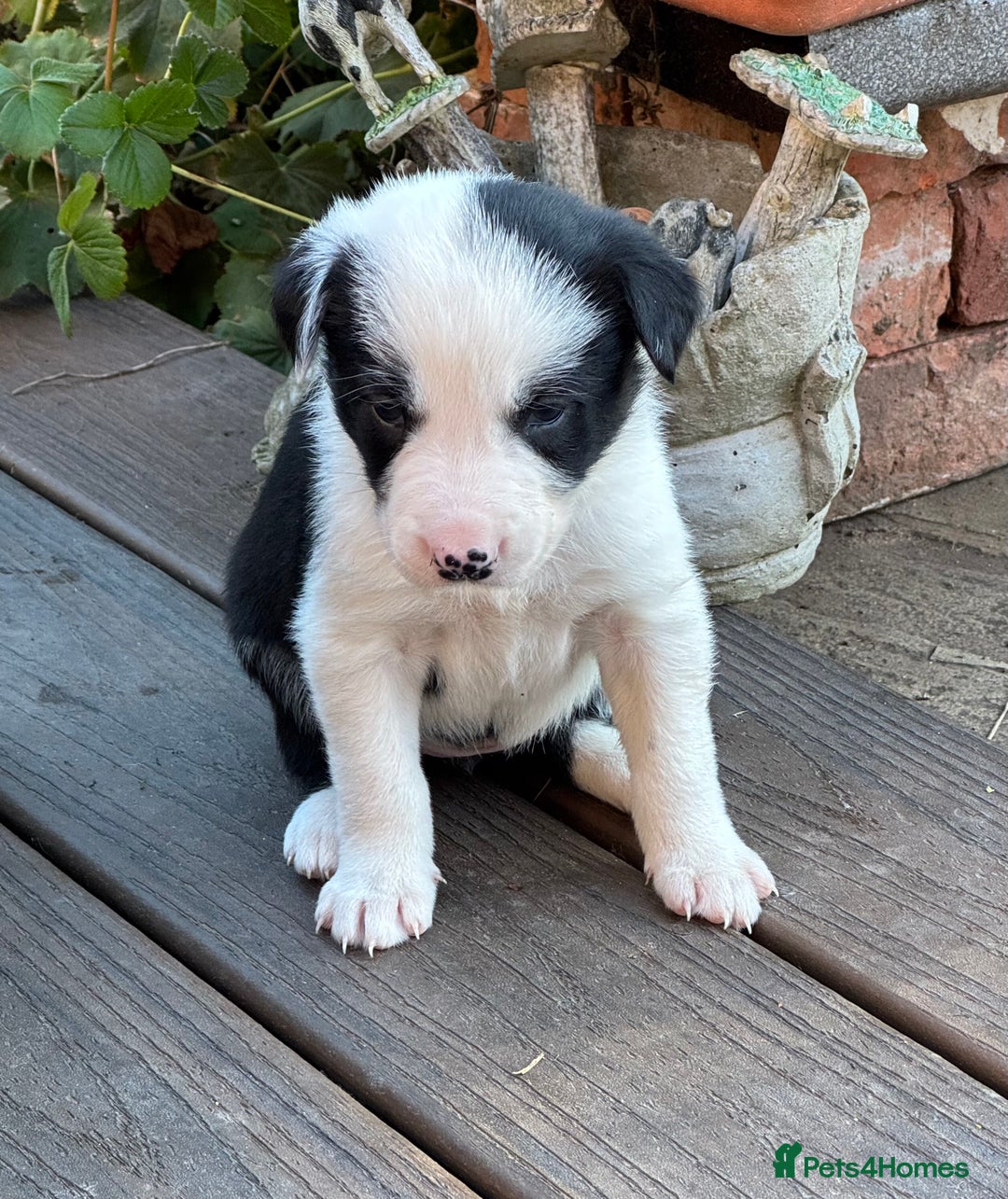 Border Collie dogs for sale: Beautiful Border Collie Puppies - Image 3