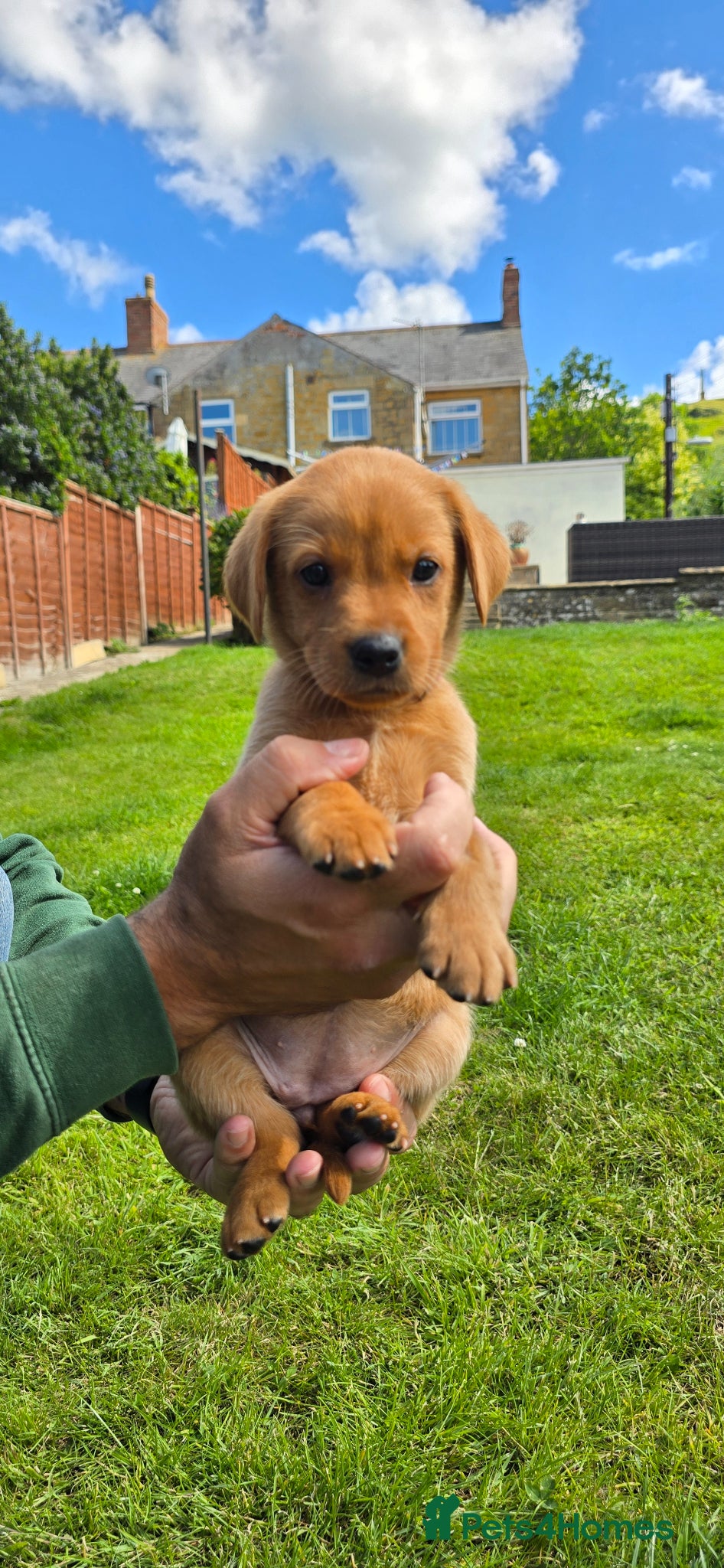 Labrador Retriever dogs KC Reg Working Fox Red Labrador  - Advert 10