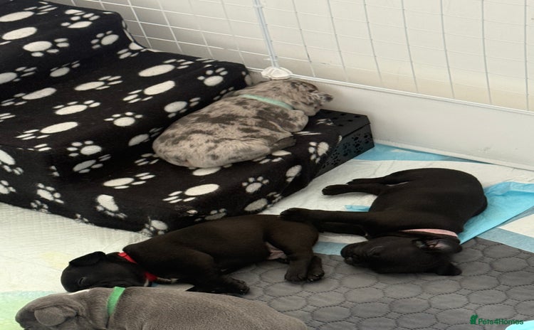 French Bulldog dogs - Advert 1