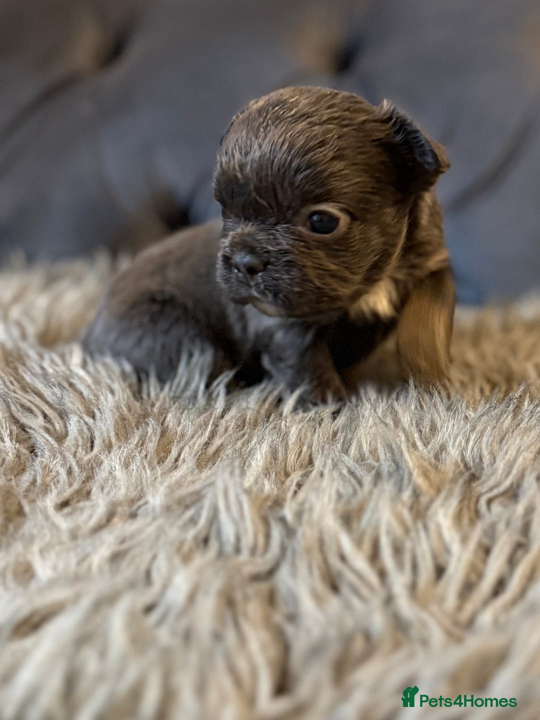 French Bulldog dogs for sale: 10 Full Fluffy French Bulldogs  - Advert 11