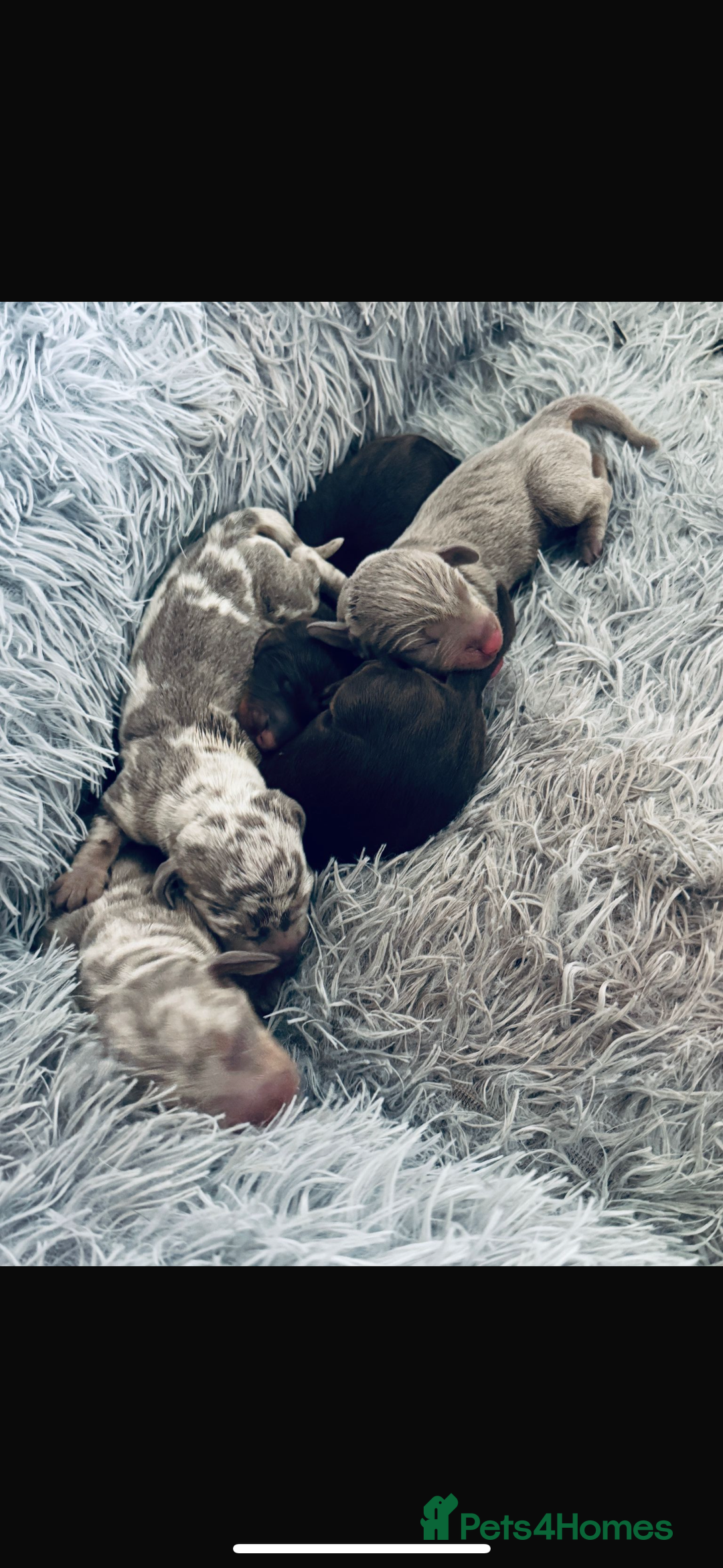 Miniature Dachshund dogs for sale: Beautiful rare miniature dachshund puppies - Image 1