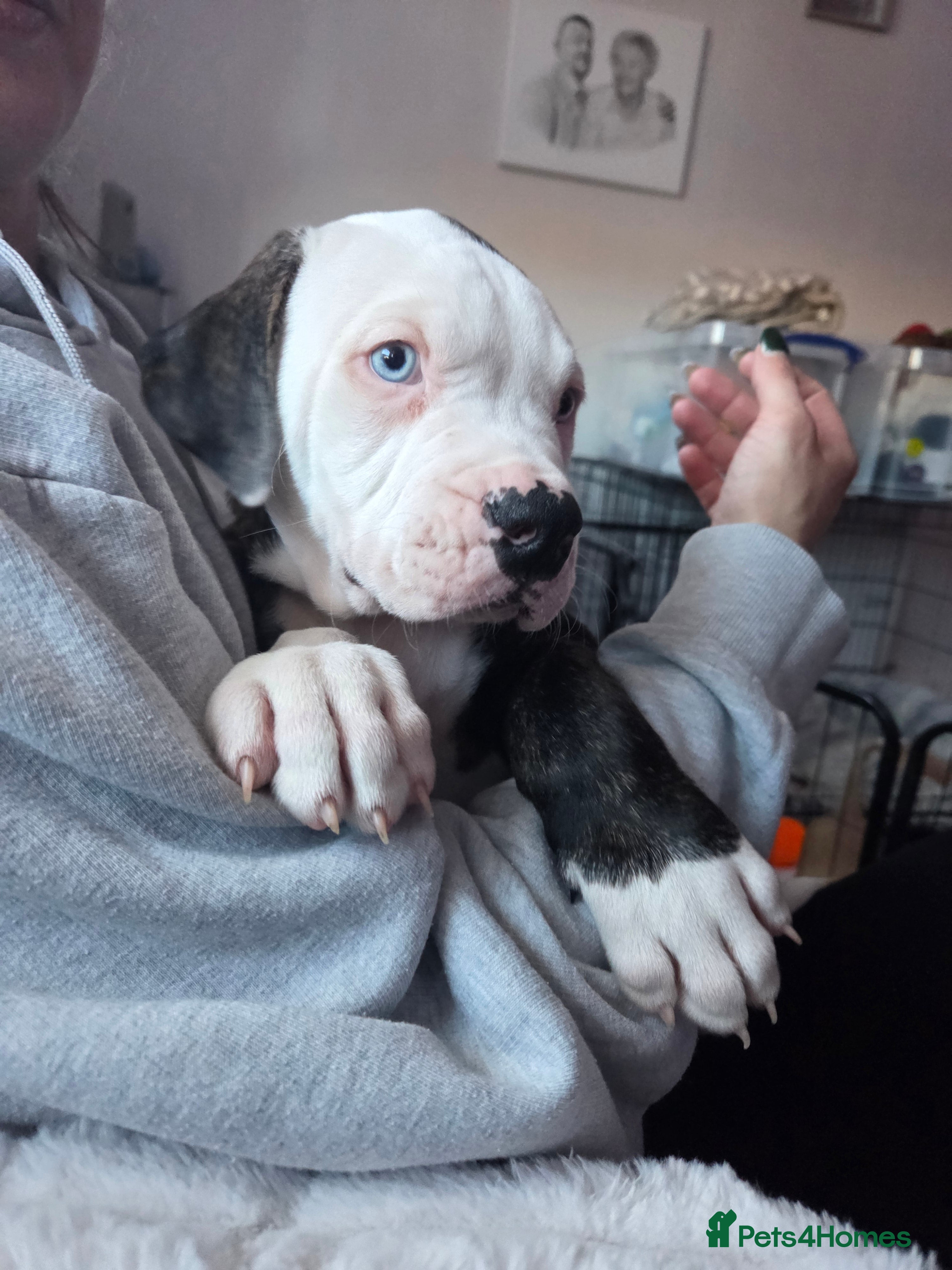 American Bulldog dogs 2 beautiful American Bulldogs left ❤️  - Advert 1