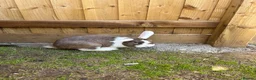 Mixed Breed rabbits for sale: Male Rabbit Looking for a Loving Home 🏡 in Derby - Advert 4