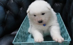 Samoyed dogs for sale: Bundle of joy and fluff - Image 15