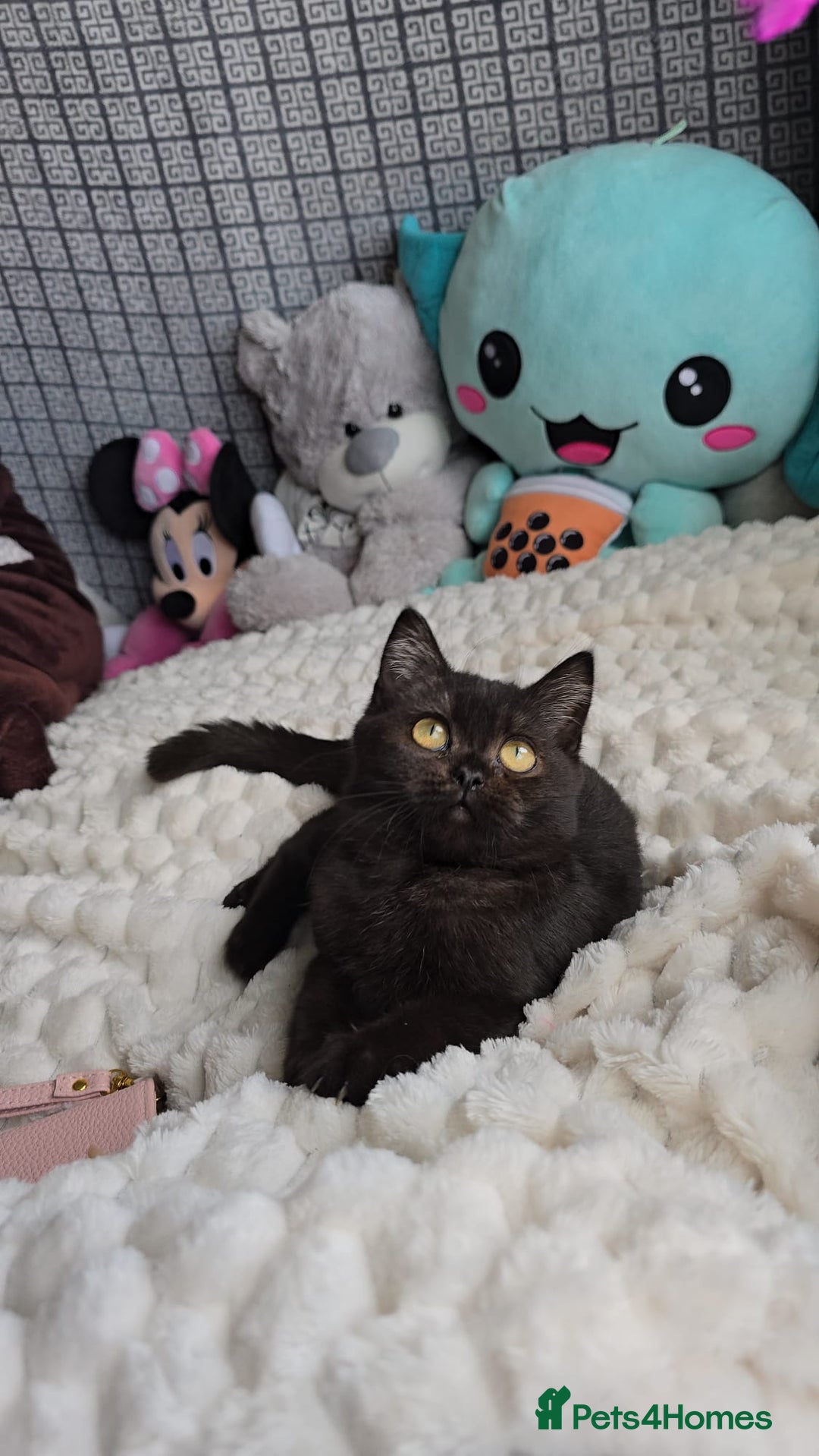 British Shorthair cats for sale: 3 Beautiful kittens available - Advert 13