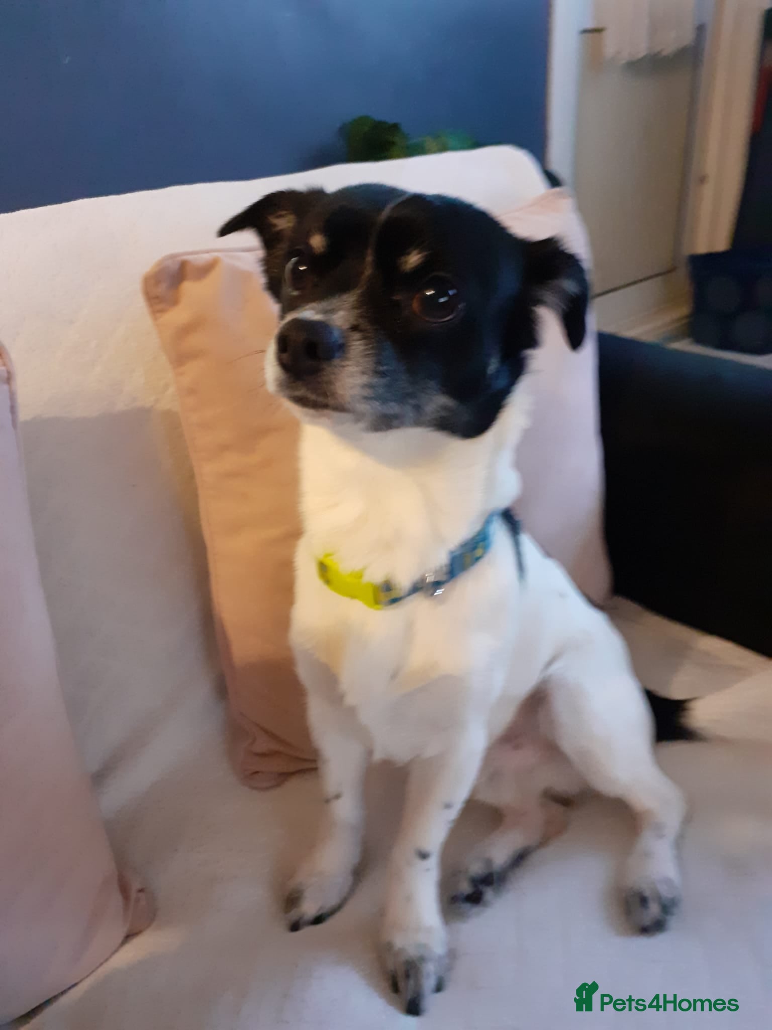 Mixed Breed dogs Jack Russell x chihuahua  - Advert 5