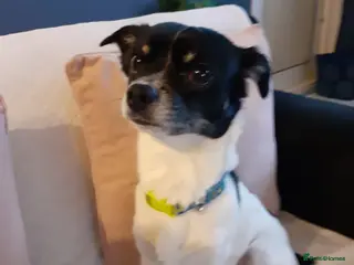 Mixed Breed dogs Jack Russell x chihuahua - Advert 5