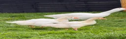 Geese poultry for sale: Unsexed Embden goslings available - Advert 3