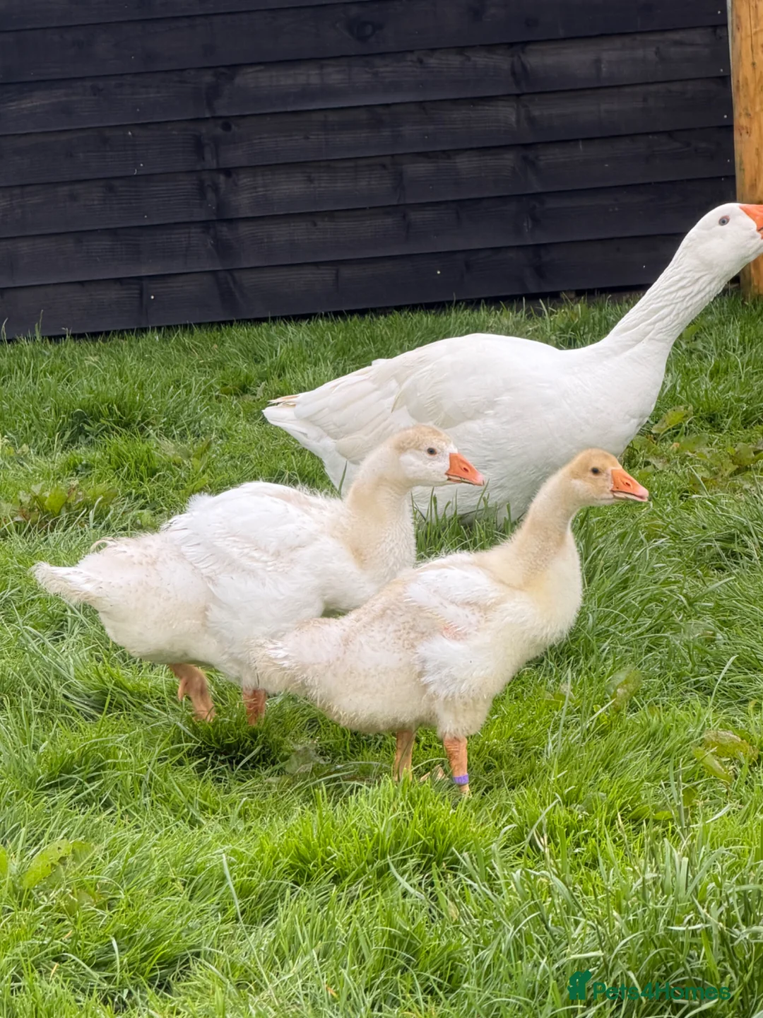 Geese poultry for sale: Unsexed Embden goslings available - Advert 3