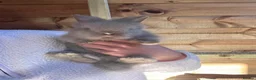 Lionhead rabbits for sale: Beautiful Double Maned Lionheads - Advert 7