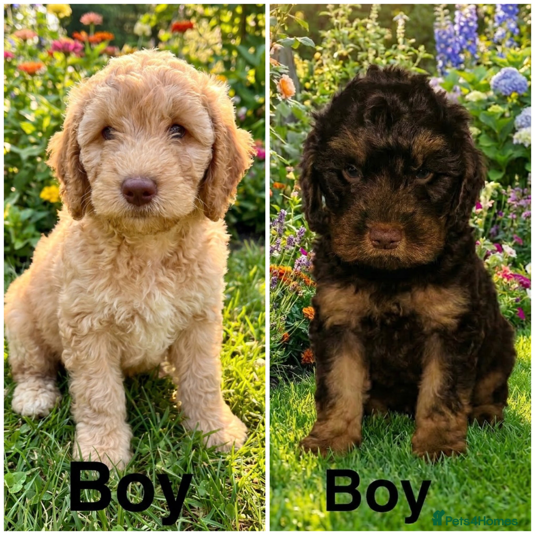 Cockapoo dogs ❤️DNA CLEAR, Last 2 Stunning Cockapoos, Ready Now  - Advert 7