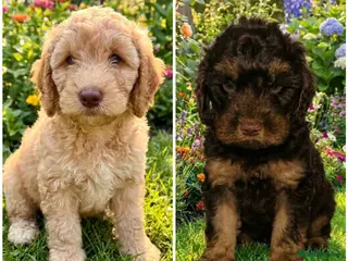 Cockapoo dogs ❤️DNA CLEAR, Last 2 Stunning Cockapoos, Ready Now - Advert 18