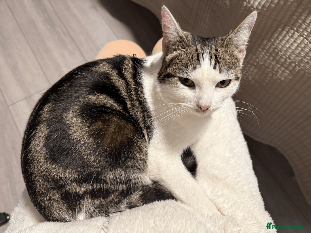 Mixed Breed cats for sale: Lovely Kitten for Sale – Ms Coco Whitenose 🐾 - Advert 1