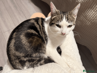 Mixed Breed cats Lovely Kitten for Sale – Ms Coco Whitenose 🐾 - Advert 4