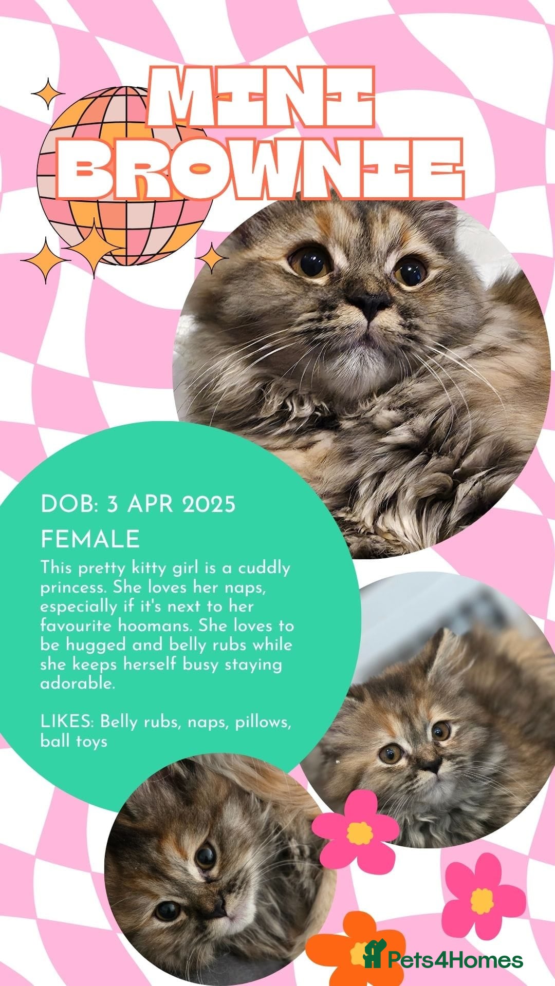 Persian cats for sale: Persian Dollface Kittens  - Image 5