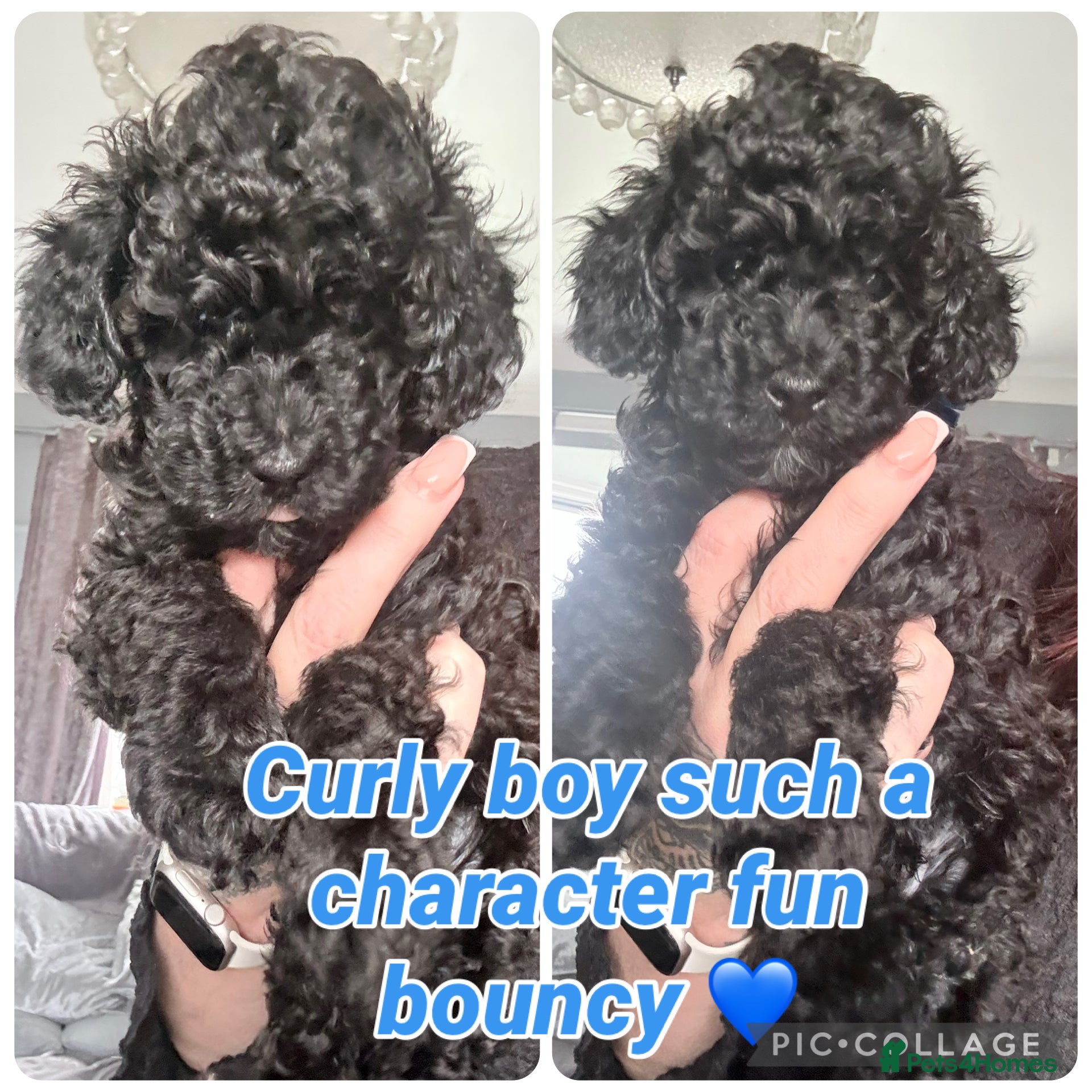 Shihpoo dogs Gorgeous little toy shihpoo puppys - Advert 2