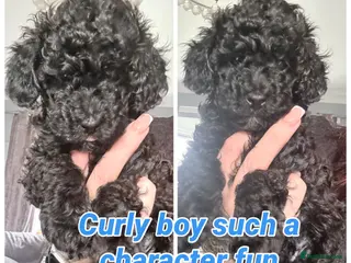 Shihpoo dogs Gorgeous little toy shihpoo puppys - Advert 6