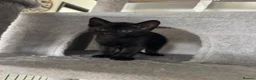 Mixed Breed cats for sale: 4 Kittens looking for a forever home  in Worcester - Advert 3