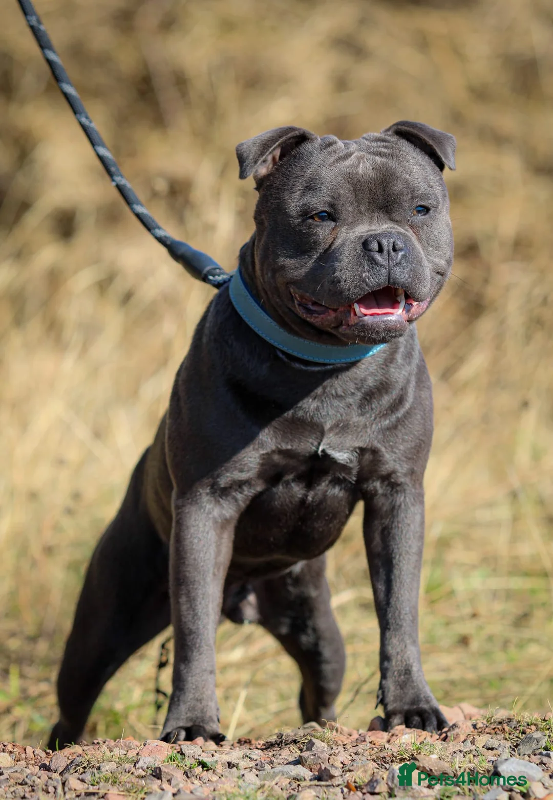 Staffordshire Bull Terrier dogs for sale: Blue 1 year old Male - Advert 3