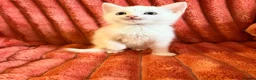 Mixed Breed cats for sale: Gorgeous Fluffy Kittens Looking for Forever Homes - Advert 6