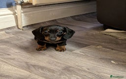 Miniature Dachshund dogs for sale: Dachshund Short Haired Puppies - Image 6