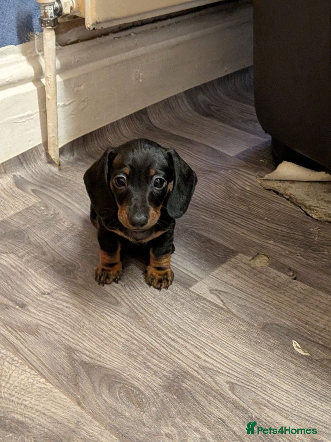 Miniature Dachshund dogs for sale: Dachshund Short Haired Puppies - Image 6