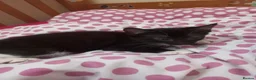 Mixed Breed cats for sale: Beautiful kittens for sale  - Advert 12