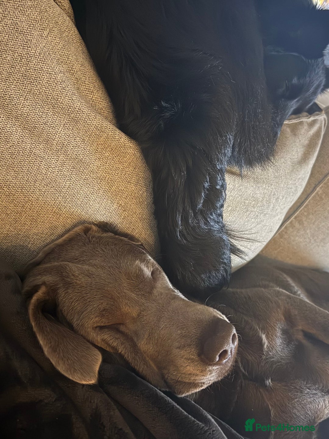 Labrador Retriever dogs for sale: Willow  - Advert 3