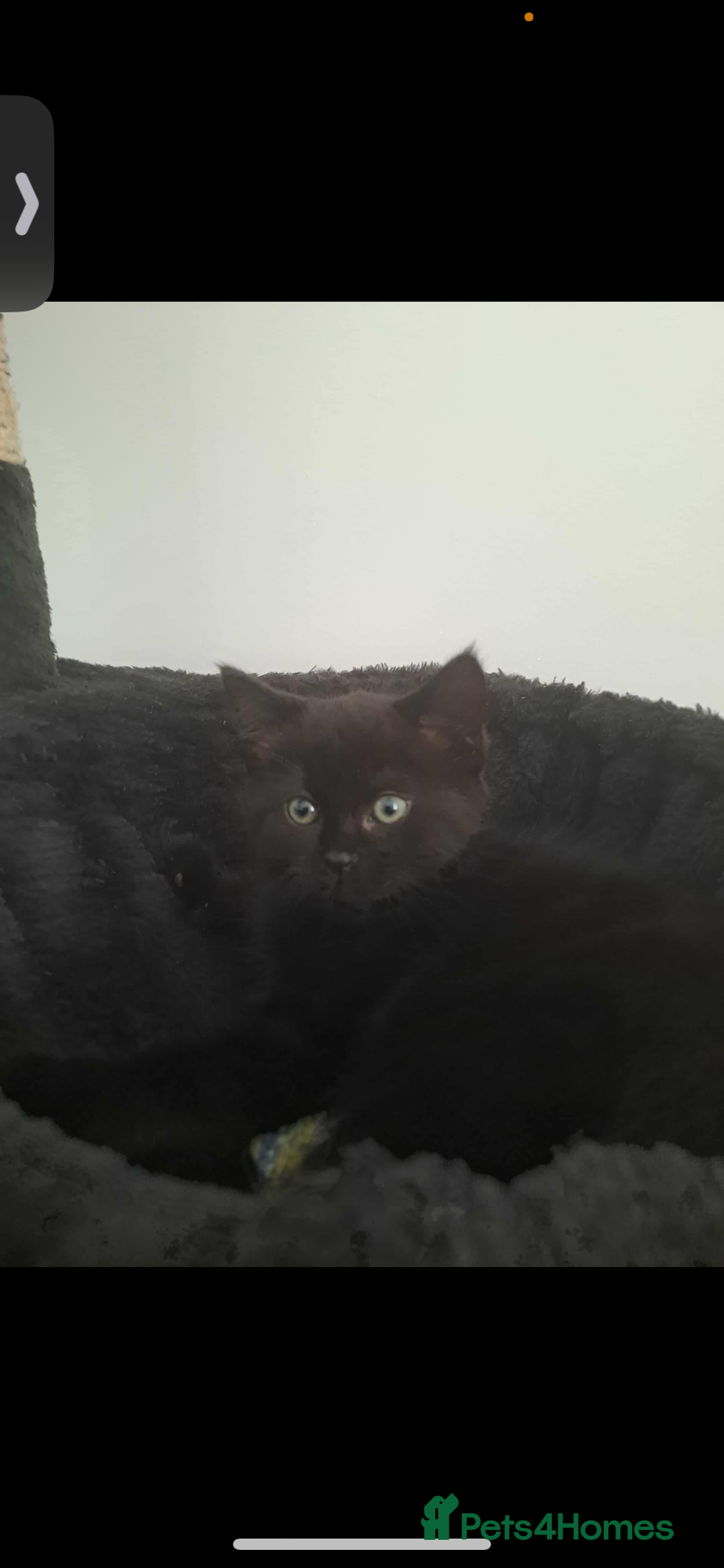 Mixed Breed cats for sale: Kittens 2 girls left - Image 2