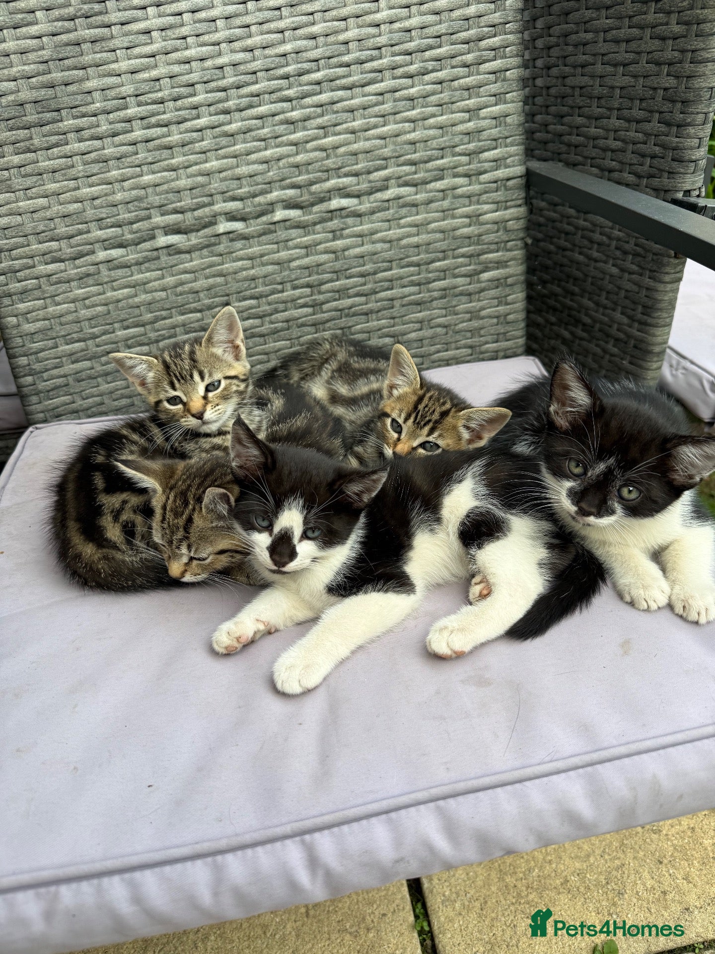 European cats Cats for sale - Advert 1