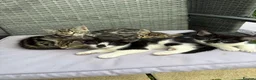 European cats for sale: Cats for sale - Advert 1