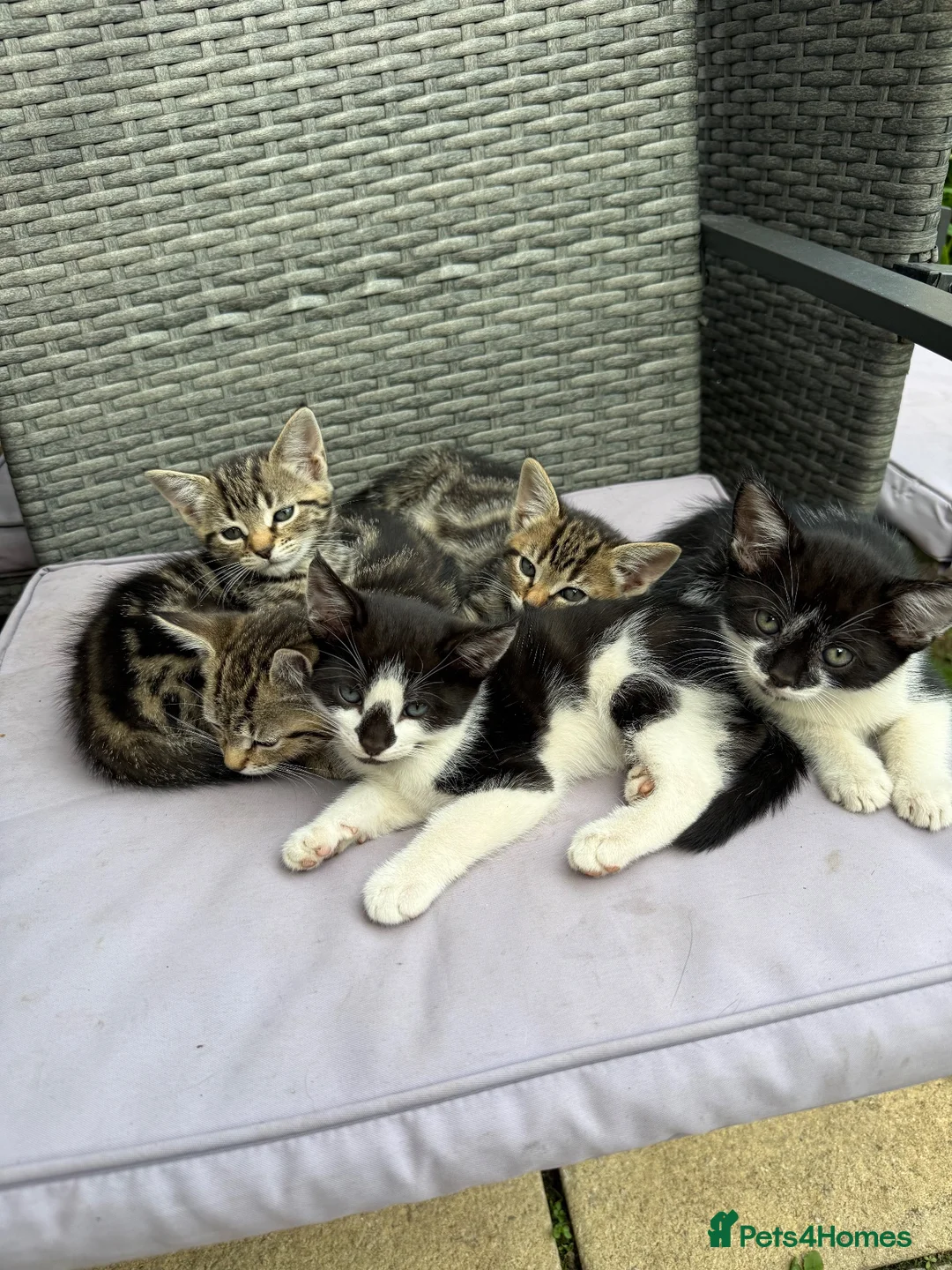 European cats for sale: Cats for sale - Advert 1