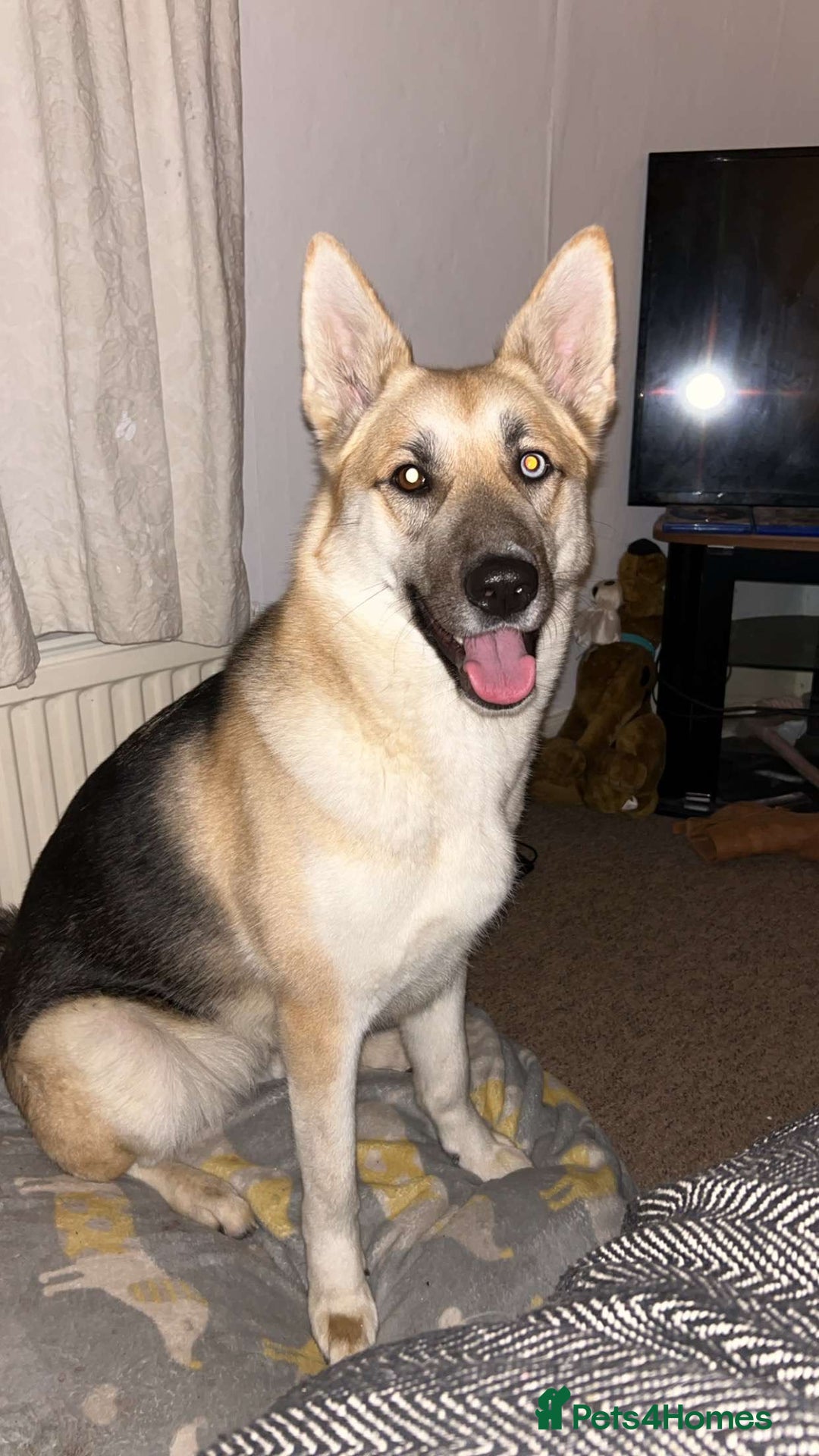 Shepsky dogs for sale: Bleu the shepsky - Image 1