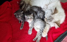 Siberian cats for sale: Siberian kittens GCCF registered, champion lines - Image 14