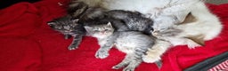 Siberian cats for sale: Siberian kittens GCCF registered, champion lines - Advert 10