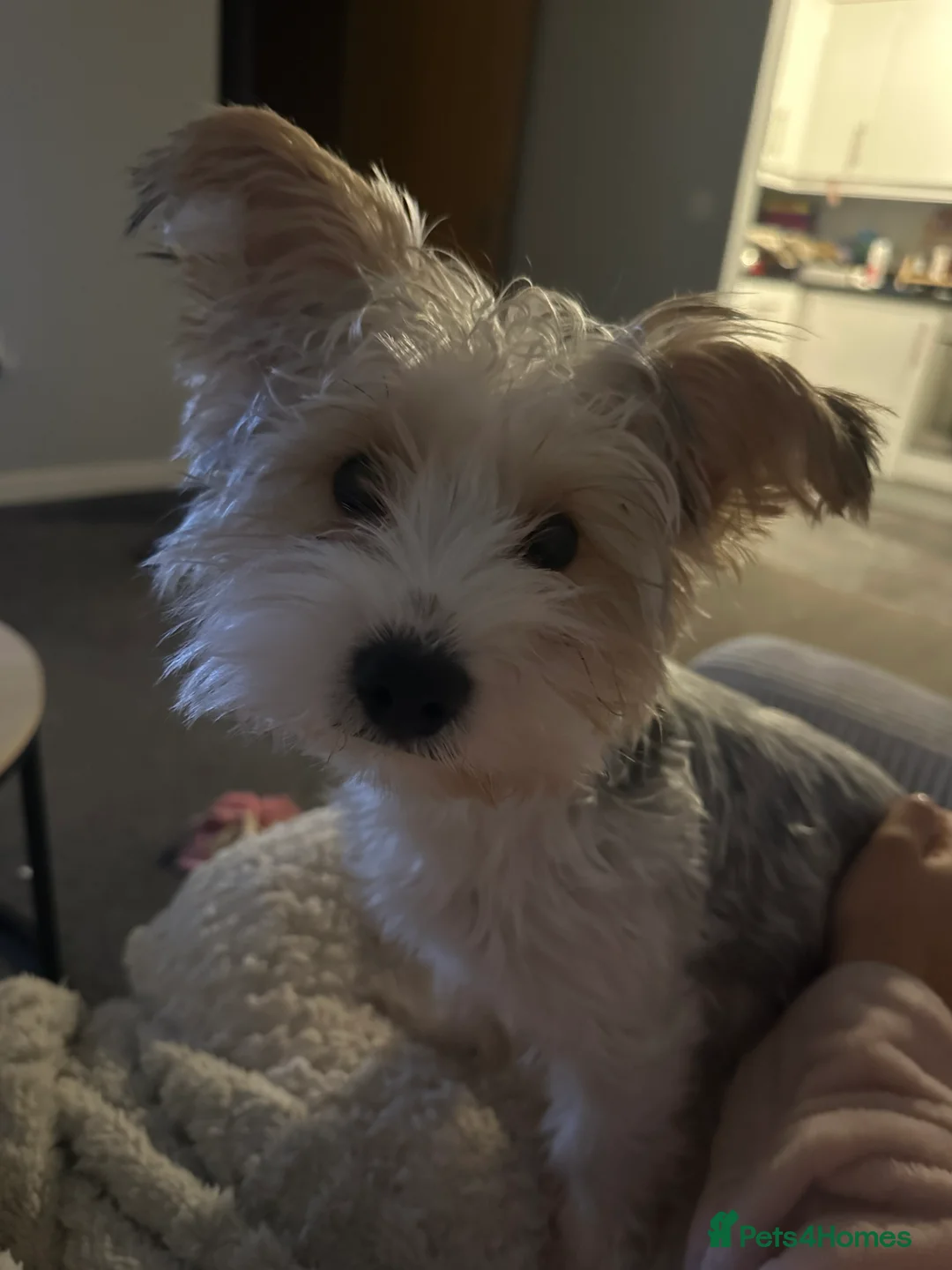 Biewer Terrier dogs for sale: Biewer terrier puppy  - Advert 3