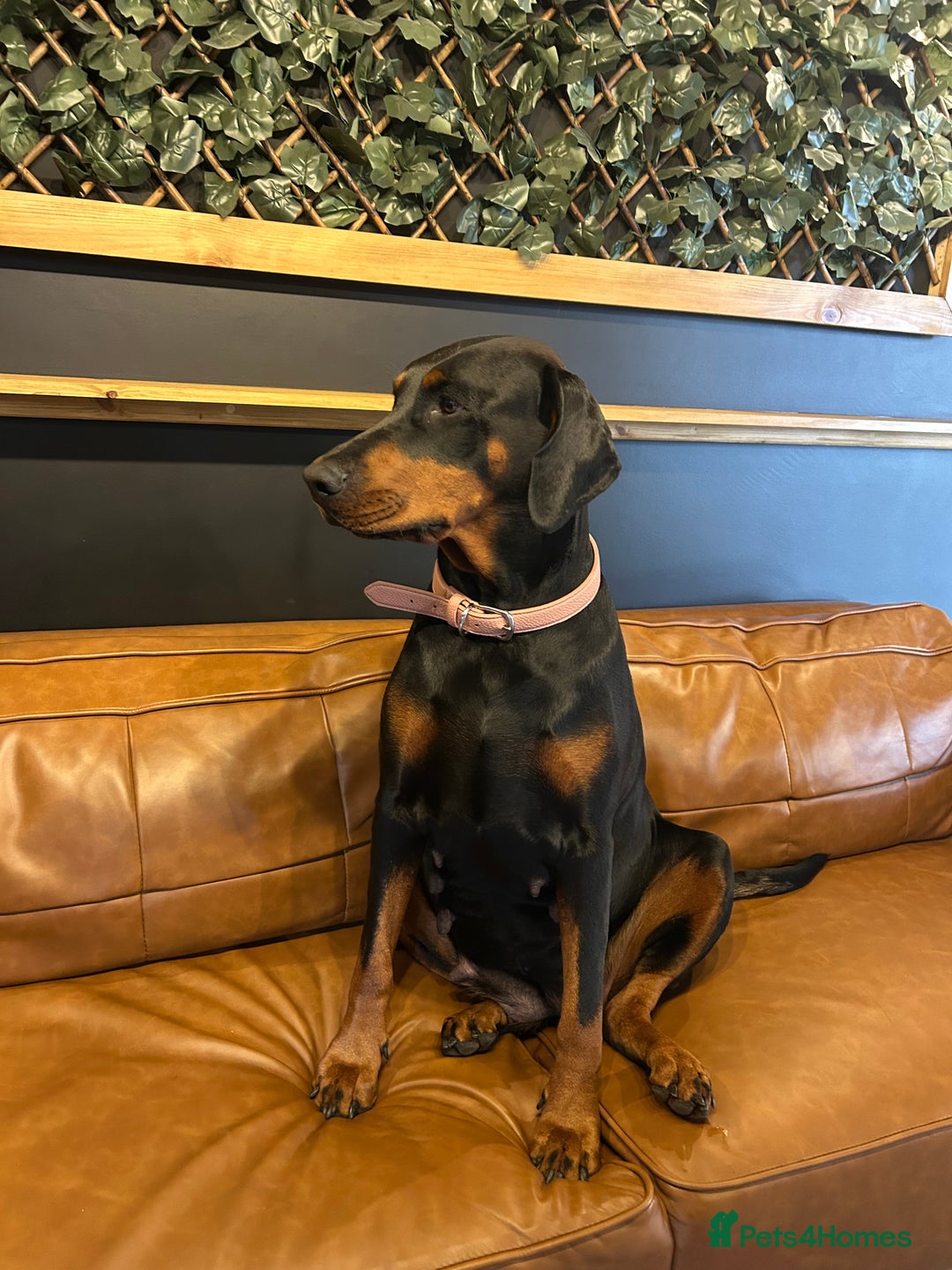 Dobermann dogs for sale: 2 gorgeous boys ready for new forever homes - Image 8