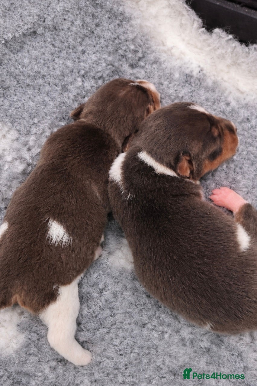 Jack Russell dogs Miniature Jack Russell pups - Advert 7