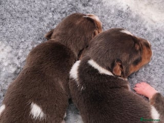 Jack Russell dogs Miniature Jack Russell pups - Advert 7