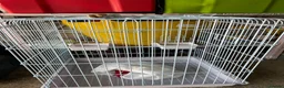 Cockatiels birds for sale: Cockatiel  for sale and looking for a loving home  - Advert 3