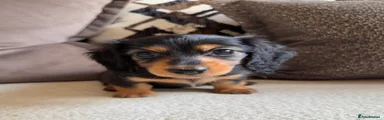 Black & Tan - Girl (Purple Collar)